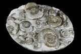 Fossil Ammonite (Psiloceras) Cluster - Holderness Coast, England #176342-4